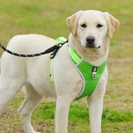 Outley No-Pull reflective harness for dogs